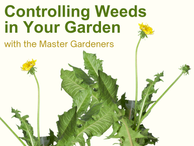 Controlling Weeds in Your Garden with the Master Gardeners