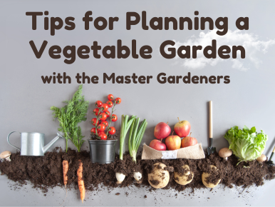 Tips for Planning a Vegetable Garden