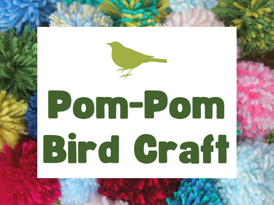 Text reads: Pom-Pom Bird Craft...over top of numerous display of Pom-Poms