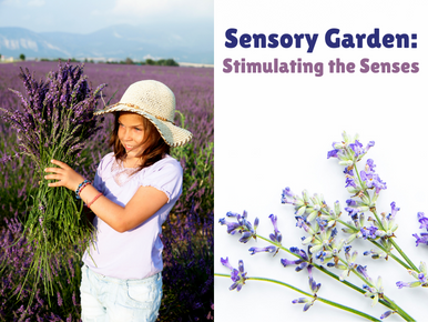 Sensory Garden: Stimulating the Senses